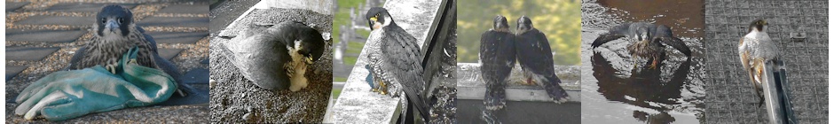 Fulham and Barnes Peregrines